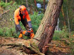 Onarga, IL Tree Care Company