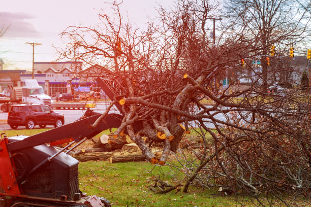 Best Utility Line Clearance  in Onarga, IL