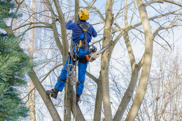 Best Hazardous Tree Removal  in Onarga, IL