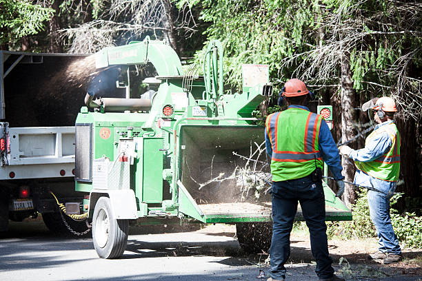 Best Tree Health Inspection  in Onarga, IL