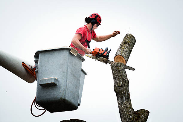 Best Storm Damage Tree Cleanup  in Onarga, IL